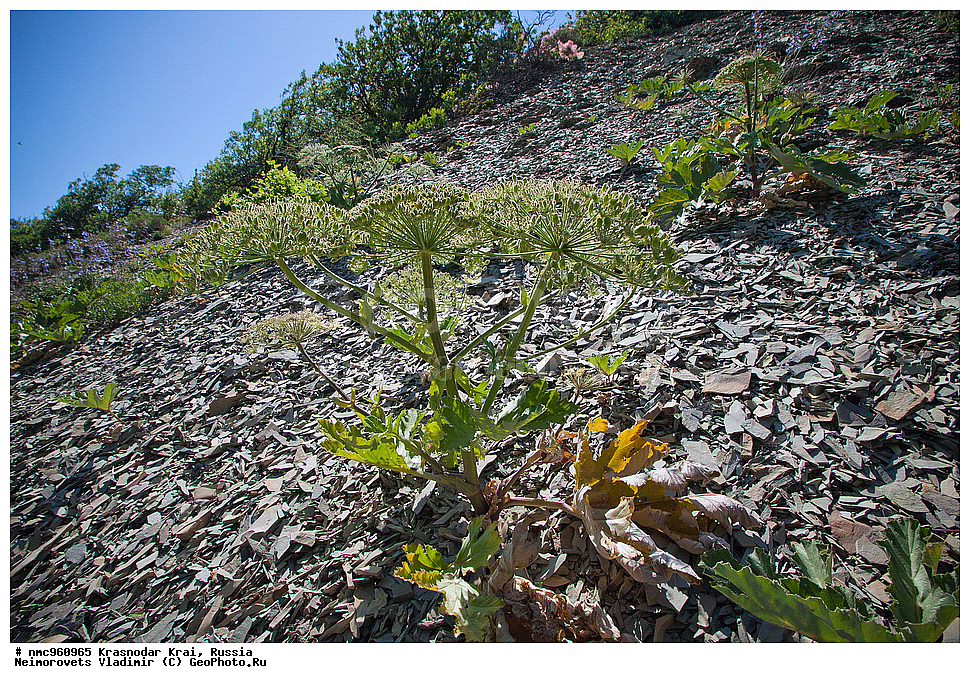  ������������� ����, ������, ����������, �����, ����������, �����, ������ ��������, �����, ��������, ���������� ��������, ������, �����, ������������ ��������, XYZ, ���������, ������������, ������������, Umbelliferae, Apiaceae, �������� �������, Heracleum stevenii, XYZ, ���������, ������������, ������������, Umbelliferae, Apiaceae, �������� �������, Heracleum stevenii