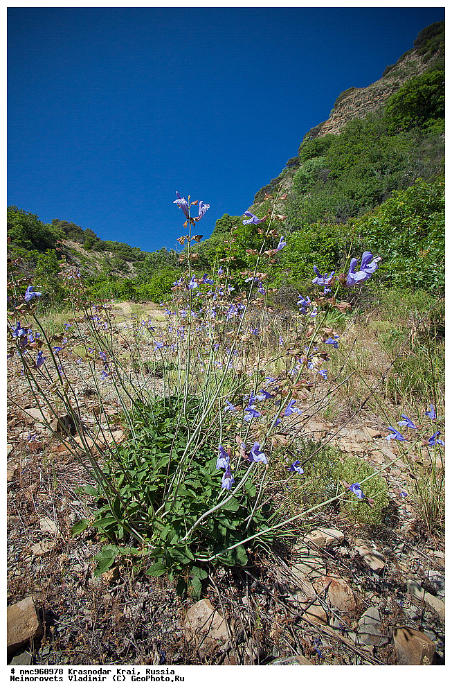  ������������� ����, ������, ����������, �����, ����������, �����, ������ ��������, �����, ��������, ���������� ��������, ������, �����, ������������ ��������, XYZ, ����������, �����������, Lamiaceae, Labiatae, ������ ���������, Salvia ringens, XYZ, ����������, �����������, Lamiaceae, Labiatae, ������ ���������, Salvia ringens