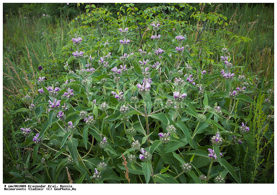  ������������� ����, ������, ����������, �����, ����������, �����, ������ ��������, �����, ��������, ���������� ��������, ������, �����, ������������ ��������, ������ ��������, �����, ���������� ��������, ������������ ��������, ������������ ��������, ������, �����, XYZ, ����������, �����������, Lamiaceae, Labiatae, ������ ��������, Phlomis taurica