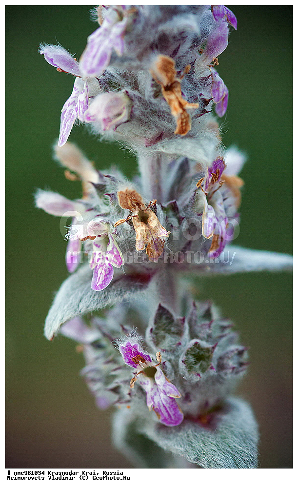  ������������� ����, ������, ����������, �����, ����������, �����, ������ ��������, �����, ��������, ���������� ��������, ������, �����, ������������ ��������, XYZ, ����������, �����������, Lamiaceae, Labiatae, ������ ��������, ������ ���������, ������ ��������, Stachys velata, Stachys cretica