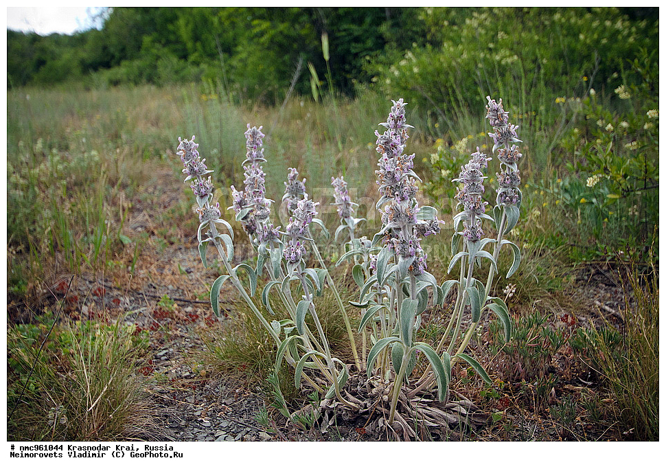  ������������� ����, ������, ����������, �����, ����������, �����, ������ ��������, �����, ��������, ���������� ��������, ������, �����, ������������ ��������, XYZ, ����������, �����������, Lamiaceae, Labiatae, ������ ��������, ������ ���������, ������ ��������, Stachys velata, Stachys cretica