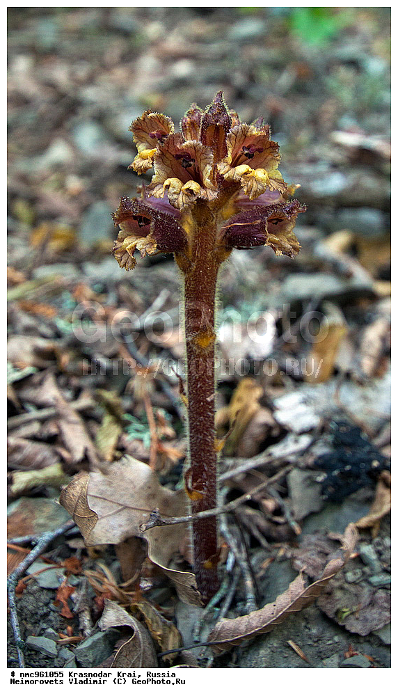  ������������� ����, ������, ����������, �����, ����������, �����, ������ ��������, �����, ��������, ���������� ��������, ������, �����, ������������ ��������, XYZ, ������������, �����������, Scrophulariaceae, Orobanchaceae, �������� ���������, Orobanche laxissima