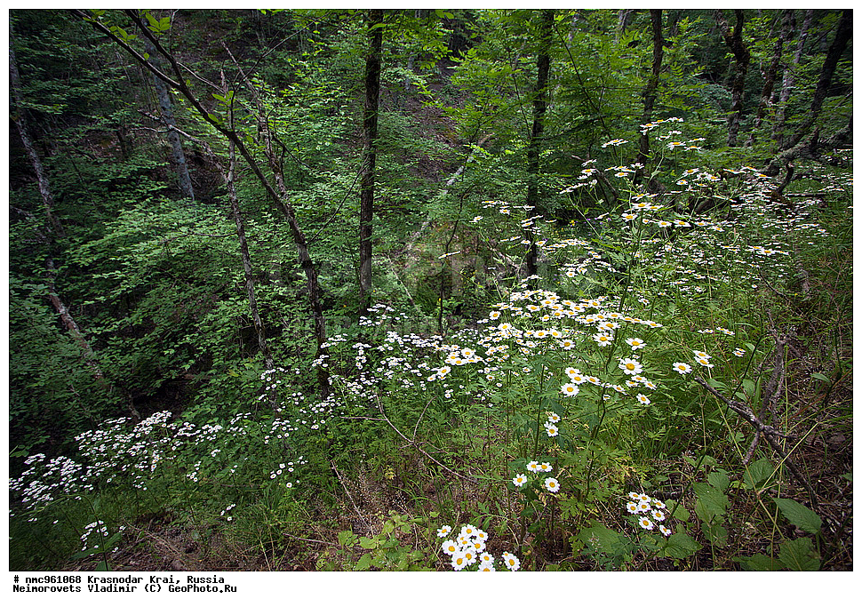  ������������� ����, ������, ����������, �����, ����������, �����, ������ ��������, �����, ��������, ���������� ��������, ������, �����, ������������ ��������, XYZ, ��������, �������������, Asteraceae, Compositae, �������� ��������, ����� ��������, �������� �����������, �������� ��������, �������� ��������, Pyrethrum corymbosum, Chrysanthemum corymbosum, Tanacetum corymbosum