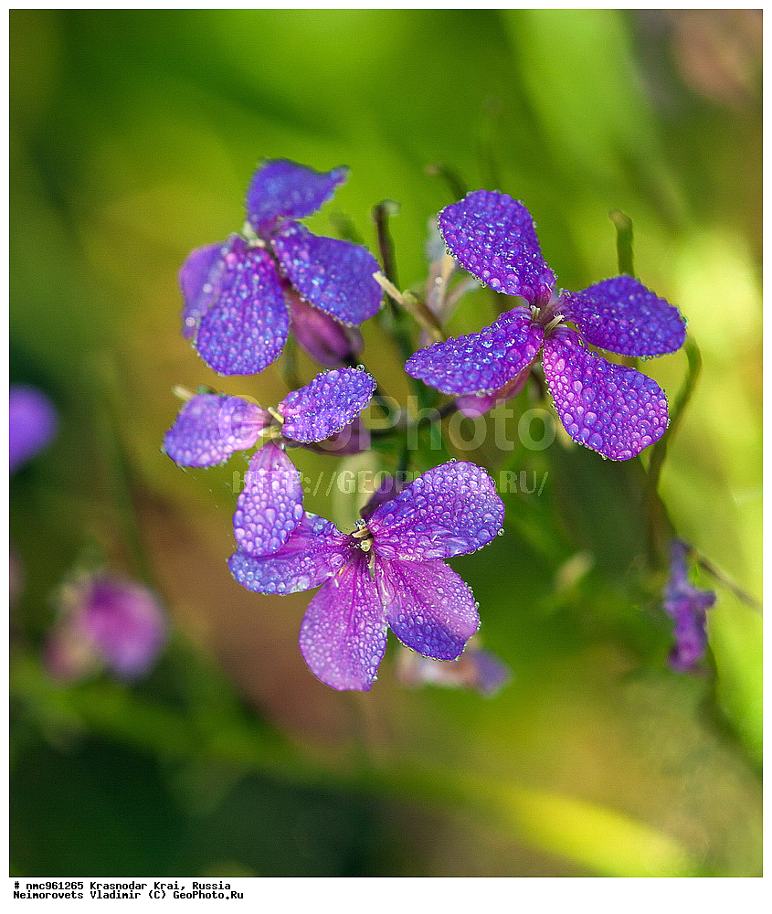  ������������� ����, ������, ����������, �����, ����������, �����, ������ ��������, �����, ��������, ���������� ��������, ������, �����, ������������ ��������, XYZ, ���������, ����������, �������������, Brassicaceae, Cruciferae, ��������� ������� �������, ��������� ������� �������, ��������� ��������� �����, ��������� ������ ������, ��������� ����������, ��������� ������, ��������� �������, ��������� ������������, ��������� ���������, �������� �������, �������� �������, ������ ������, ������-���������, Hesperis matronalis var. glabra, Hesperis matronalis, Hesperis caucasica