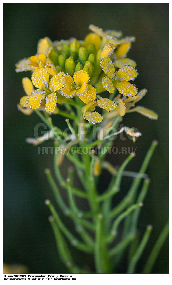  ������������� ����, ������, ����������, �����, ����������, �����, ������ ��������, �����, ��������, ���������� ��������, ������, �����, ������������ ��������, XYZ, ���������, ����������, �������������, Brassicaceae, Cruciferae, ��������� ����������, ��������� ������, Erysimum aureum, Erysimum sylvaticum