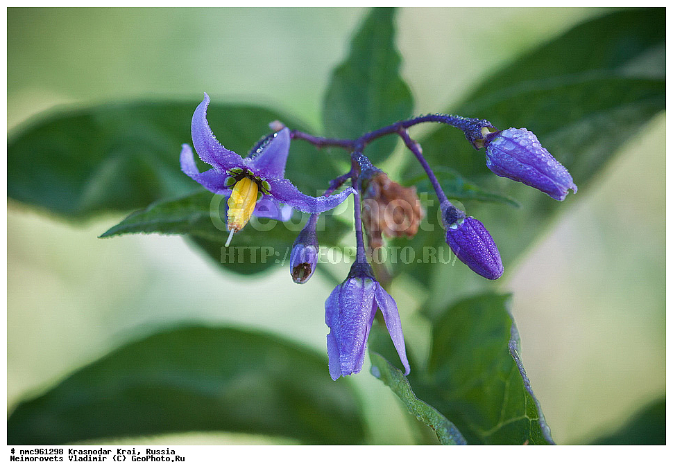  ������������� ����, ������, ����������, �����, ����������, �����, ������ ��������, �����, ��������, ���������� ��������, ������, �����, ������������ ��������, XYZ, ����������, ���������, Solanaceae, ����� ������-�������, ������ ������-�������, Solanum dulcamara