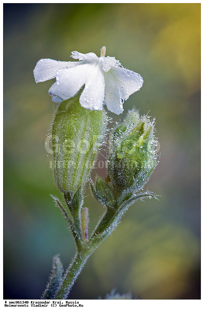  ������������� ����, ������, ����������, �����, ����������, �����, ������ ��������, �����, ��������, ���������� ��������, ������, �����, ������������ ��������, XYZ, �����������, ����������, Caryophyllaceae, ������� �����������, �������� �����������, Silene italica