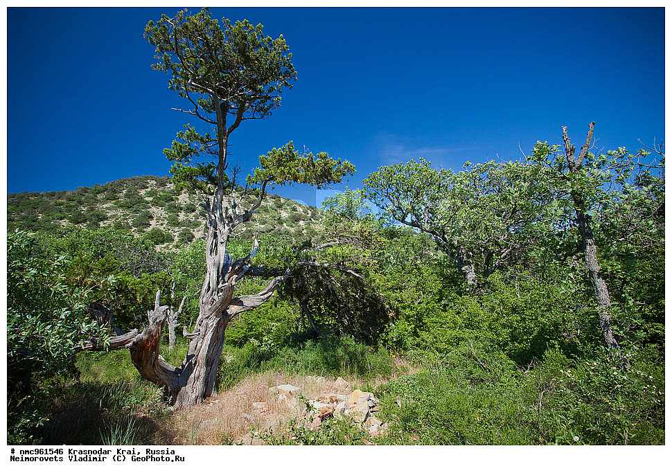  ������������� ����, ������, ����������, �����, ����������, �����, ������ ��������, �����, ��������, ���������� ��������, ������, �����, ������������ ��������, XYZ, �����������, Cupressaceae, ������������ �������, Juniperus excelsa