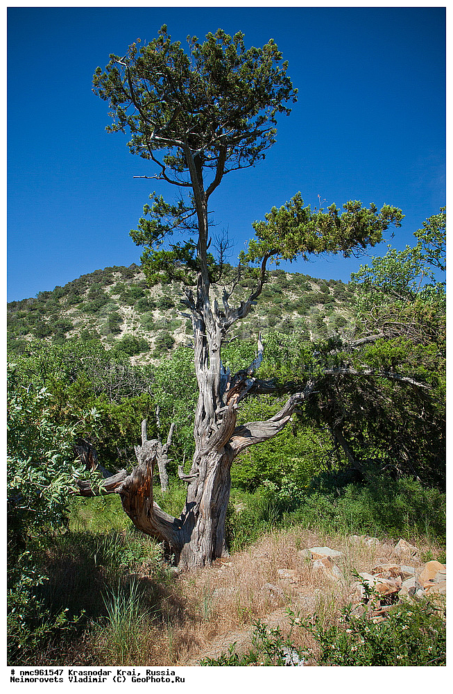  ������������� ����, ������, ����������, �����, ����������, �����, ������ ��������, �����, ��������, ���������� ��������, ������, �����, ������������ ��������, XYZ, �����������, Cupressaceae, ������������ �������, Juniperus excelsa