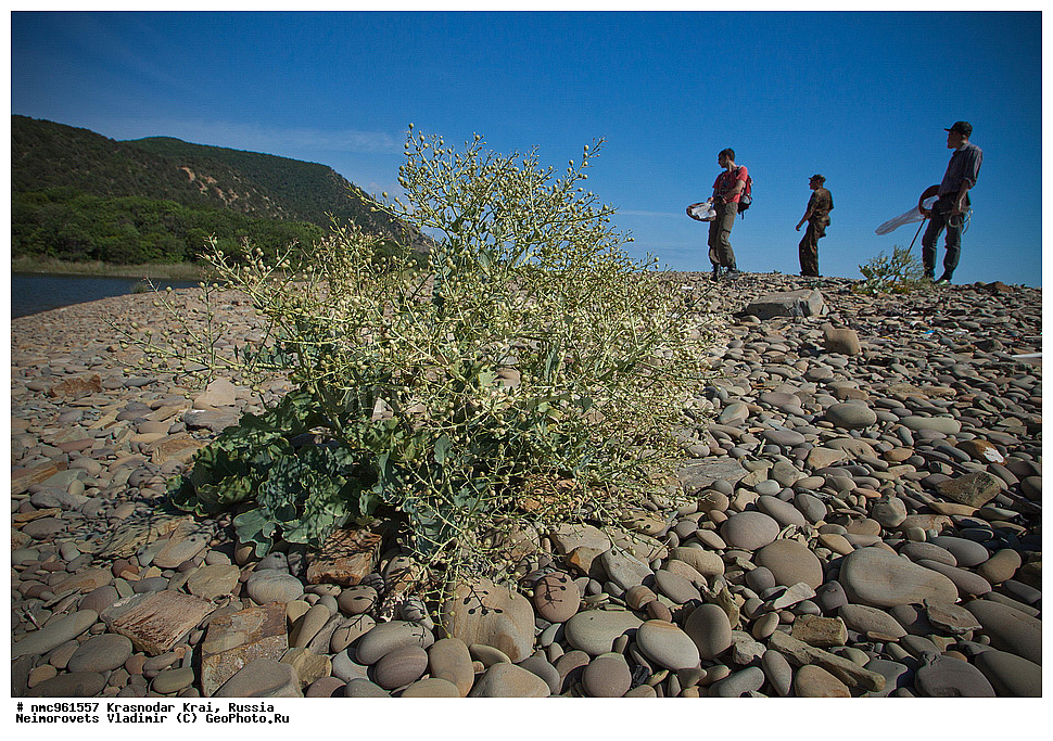  ������������� ����, ������, ����������, �����, ����������, �����, ������ ��������, �����, ��������, ���������� ��������, ������, �����, ������������ ��������, XYZ, ���������, ����������, �������������, Brassicaceae, Cruciferae, ������ ����������, ������ �����������, ������ ������������, ������� �������, Crambe pontica