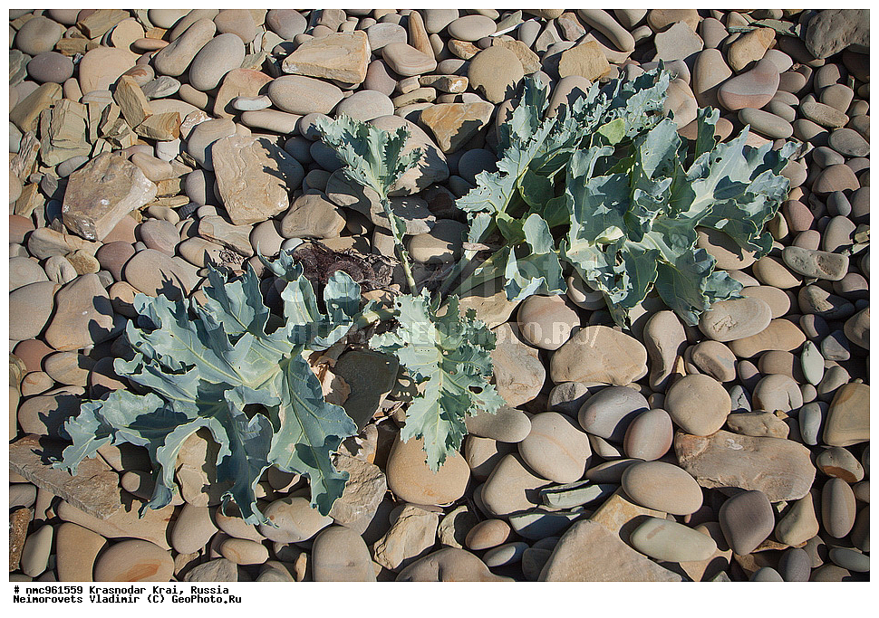  ������������� ����, ������, ����������, �����, ����������, �����, ������ ��������, �����, ��������, ���������� ��������, ������, �����, ������������ ��������, XYZ, ���������, ����������, �������������, Brassicaceae, Cruciferae, ������ ����������, ������ �����������, ������ ������������, ������� �������, Crambe pontica