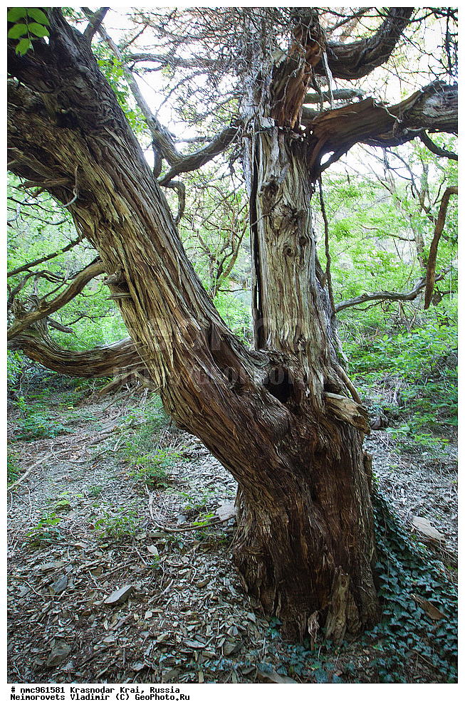  ������������� ����, ������, ����������, �����, ����������, �����, ������ ��������, �����, ��������, ���������� ��������, ������, �����, ������������ ��������, XYZ, �����������, Cupressaceae, ������������ �������, Juniperus excelsa