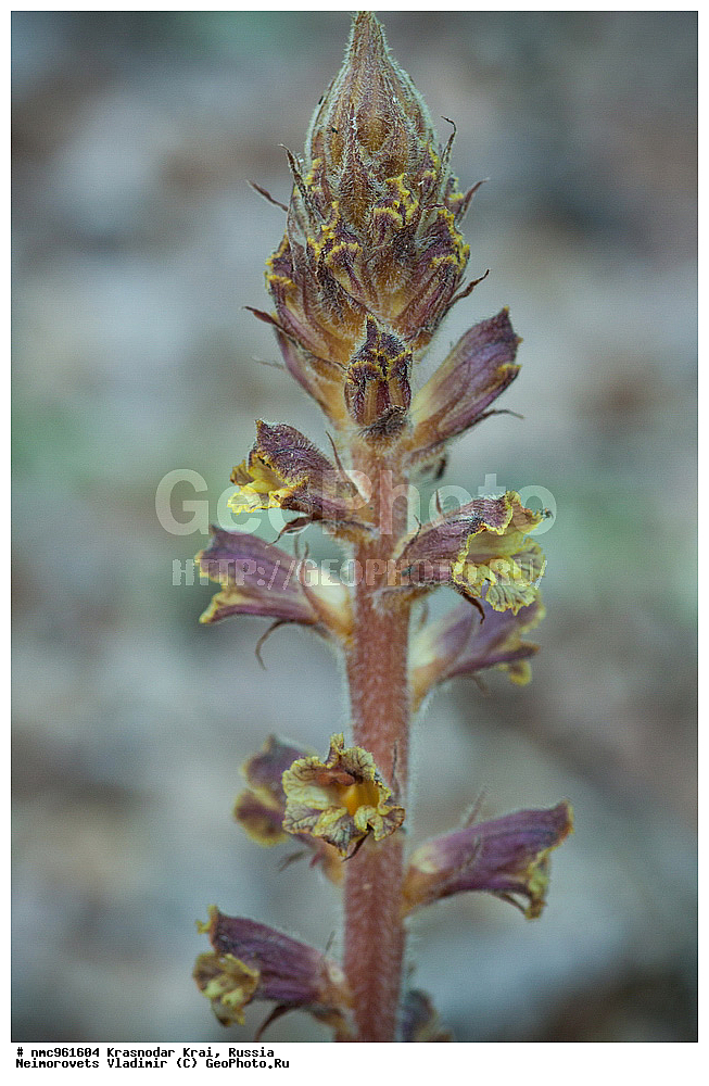  ������������� ����, ������, ����������, �����, ����������, �����, ������ ��������, �����, ��������, ���������� ��������, ������, �����, ������������ ��������, XYZ, ������������, �����������, Scrophulariaceae, Orobanchaceae, �������� ���������, Orobanche laxissima