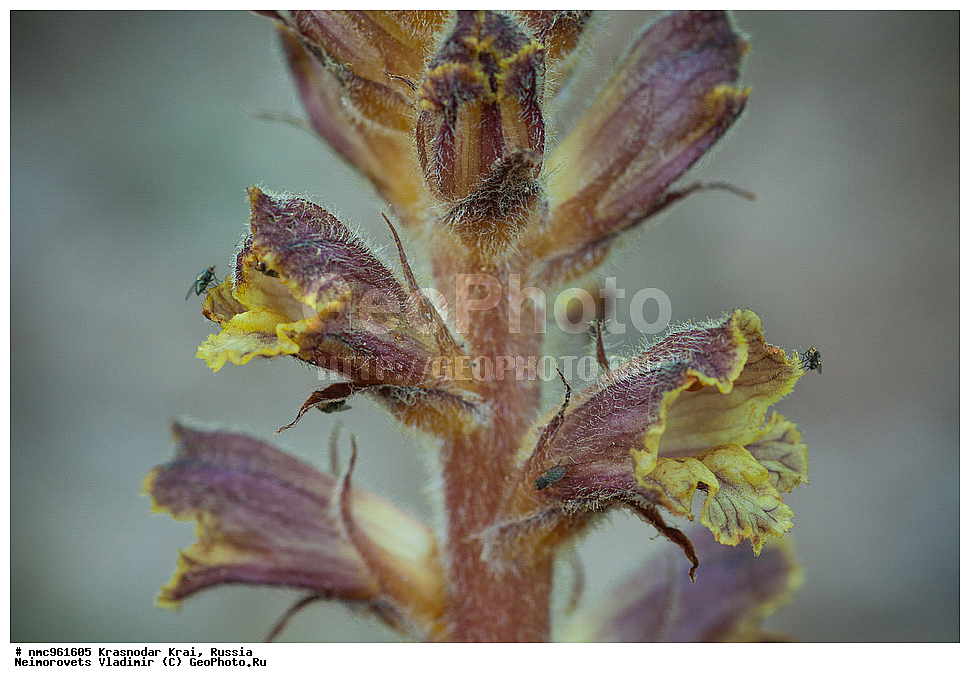  ������������� ����, ������, ����������, �����, ����������, �����, ������ ��������, �����, ��������, ���������� ��������, ������, �����, ������������ ��������, XYZ, ������������, �����������, Scrophulariaceae, Orobanchaceae, �������� ���������, Orobanche laxissima