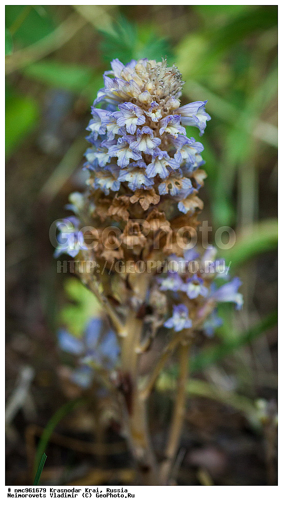  ������������� ����, ������, ����������, �����, ����������, �����, ������ ��������, �����, ��������, ���������� ��������, ������, �����, ������������ ��������, XYZ, ������������, Scrophulariaceae, ��������� ��������������, �������� ���������, �������� ������, �������� ��������������, Phelipanche oxyloba, Orobanche nana, Orobanche oxyloba, Orobanche ramosa, Phelipanche nana, Phelypaea nana, XYZ, ������������, Scrophulariaceae, ��������� ��������������, �������� ���������, �������� ������, �������� ��������������, Phelipanche oxyloba, Orobanche nana, Orobanche oxyloba, Orobanche ramosa, Phelipanche nana, Phelypaea nana