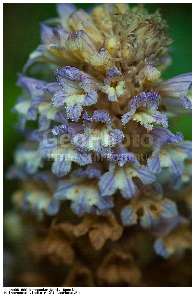  ������������� ����, ������, ����������, �����, ����������, �����, ������ ��������, �����, ��������, ���������� ��������, ������, �����, ������������ ��������, XYZ, ������������, Scrophulariaceae, ��������� ��������������, �������� ���������, �������� ������, �������� ��������������, Phelipanche oxyloba, Orobanche nana, Orobanche oxyloba, Orobanche ramosa, Phelipanche nana, Phelypaea nana, XYZ, ������������, Scrophulariaceae, ��������� ��������������, �������� ���������, �������� ������, �������� ��������������, Phelipanche oxyloba, Orobanche nana, Orobanche oxyloba, Orobanche ramosa, Phelipanche nana, Phelypaea nana, XYZ, ������������, Scrophulariaceae, ��������� ��������������, �������� ���������, �������� ������, �������� ��������������, Phelipanche oxyloba, Orobanche nana, Orobanche oxyloba, Orobanche ramosa, Phelipanche nana, Phelypaea nana