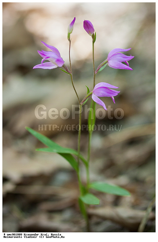  ������������� ����, ������, ����������, �����, ����������, �����, ������ ��������, �����, ��������, ���������� ��������, ������, �����, ������������ ��������, XYZ, ��������, ������������, �������, Orchidaceae, �������������� �������, Cephalanthera rubra