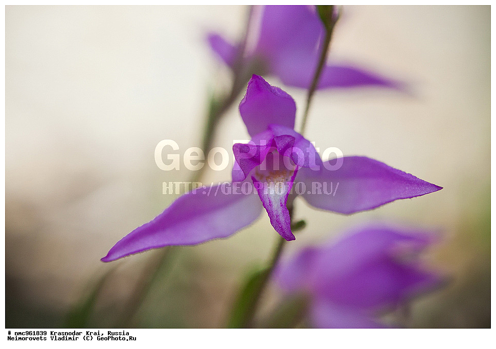  ������������� ����, ������, ����������, �����, ����������, �����, ������ ��������, �����, ��������, ���������� ��������, ������, �����, ������������ ��������, XYZ, ��������, ������������, �������, Orchidaceae, �������������� �������, Cephalanthera rubra