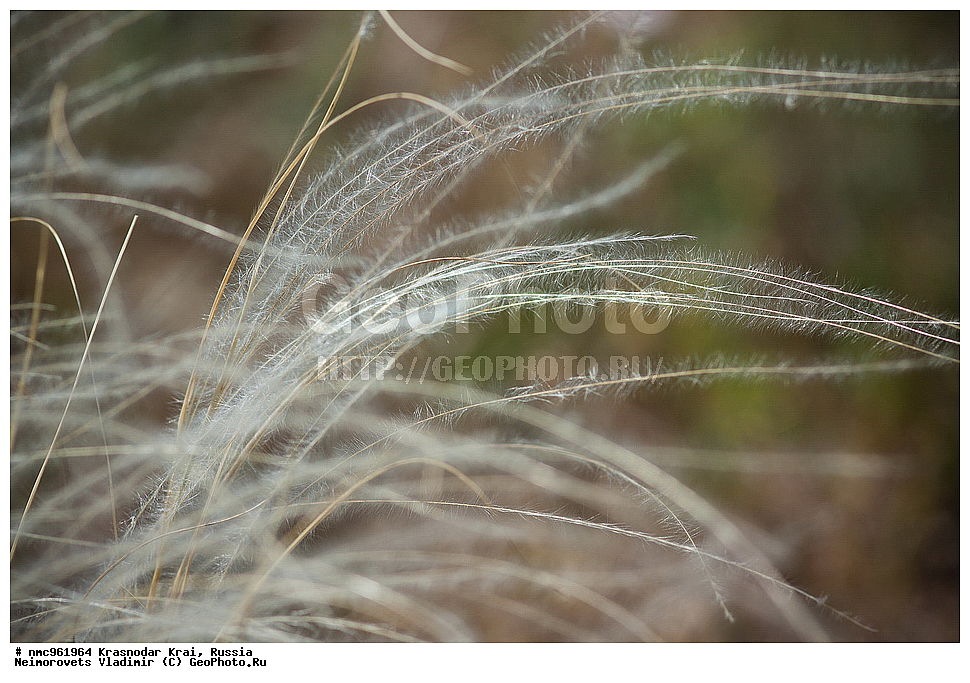  ������������� ����, ������, ����������, �����, ����������, �����, ������ ��������, �����, ��������, ���������� ��������, ������, �����, ������������ ��������, XYZ, �����, ����������, Gramineae, Poaceae, ������, Stipa sp.