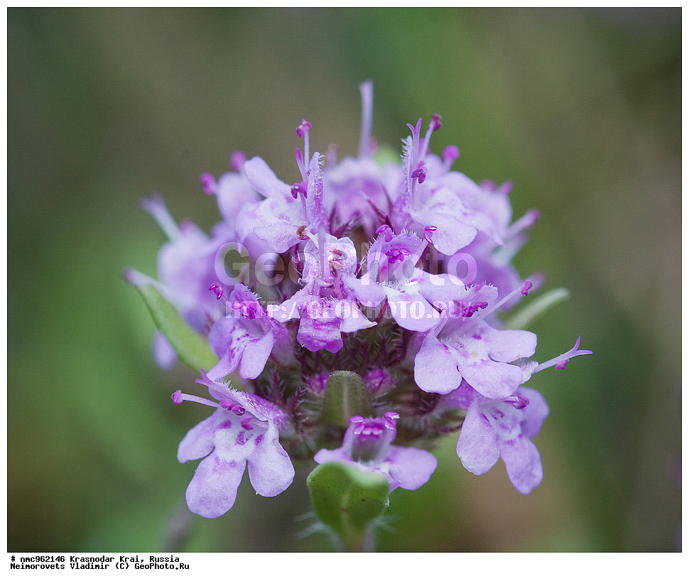  ������������� ����, ������, ����������, �����, ����������, �����, ������ ��������, �����, ��������, ���������� ��������, ������, �����, ������������ ��������, XYZ, ����������, �����������, Lamiaceae, Labiatae, ������, Thymus sp.