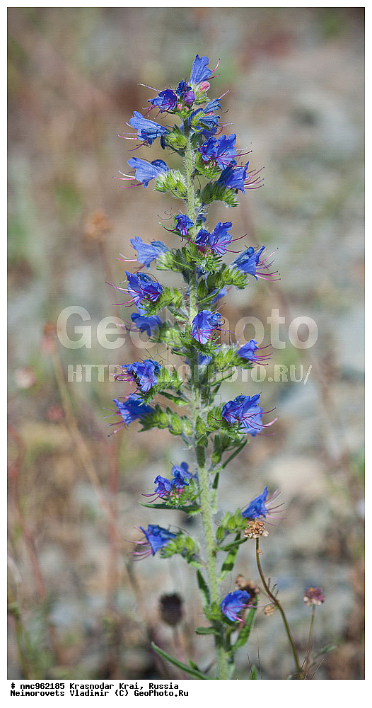  ������������� ����, ������, ����������, �����, ����������, �����, ������ ��������, �����, ��������, ���������� ��������, ������, �����, ������������ ��������, XYZ, ������������, Boraginaceae, ����� ������������, ������� �����, Echium vulgare