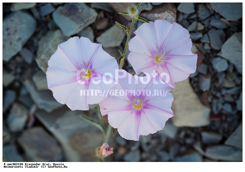  ������������� ����, ������, ����������, �����, ����������, �����, ������ ��������, �����, ��������, ���������� ��������, ������, �����, ������������ ��������