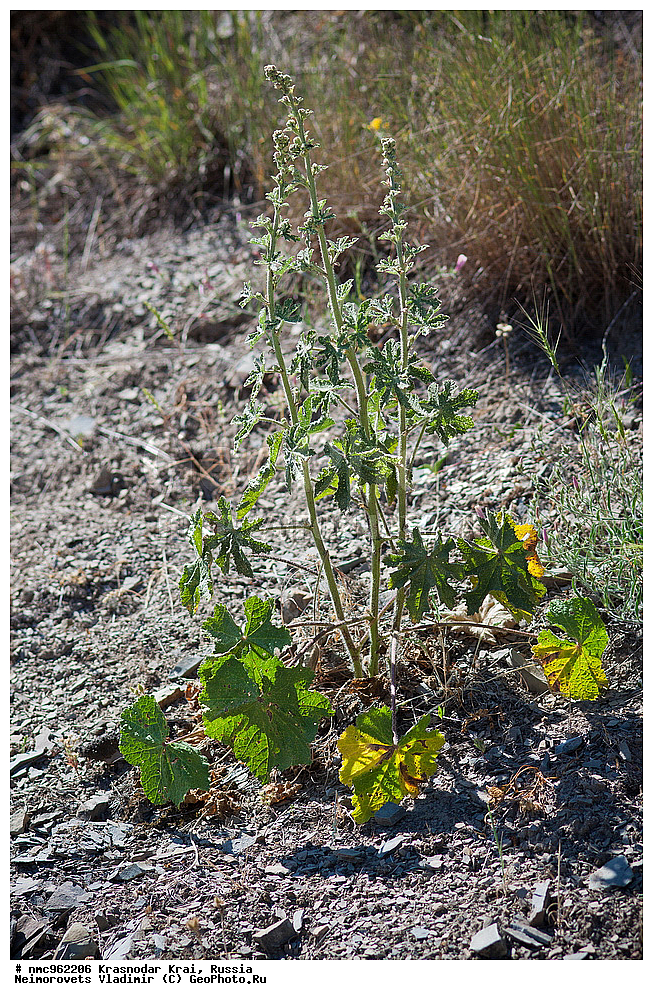 ������������� ����, ������, ����������, �����, ����������, �����, ������ ��������, �����, ��������, ���������� ��������, ������, �����, ������������ ��������, XYZ, ���������, Malvaceae, ����-���� �����������, ����� �����������, ������ �����������, Alcea rugosa