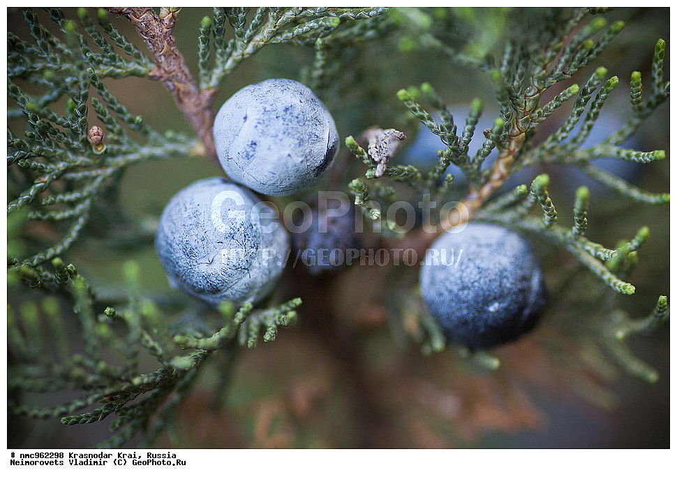  ������������� ����, ������, ����������, �����, ����������, �����, ������ ��������, �����, ��������, ���������� ��������, ������, �����, ������������ ��������, XYZ, �����������, Cupressaceae, ������������ �������, Juniperus excelsa