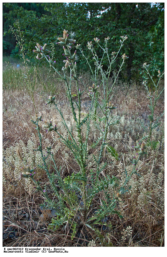  ������������� ����, ������, ����������, �����, ����������, �����, ������ ��������, �����, ��������, ���������� ��������, ������, �����, ������������ ��������, XYZ, ��������, �������������, Asteraceae, Compositae, ���������� ����������, ���������� ��������, ���������� ���������, Carduus arabicus, Carduus albidus, Carduus pycnocephalus