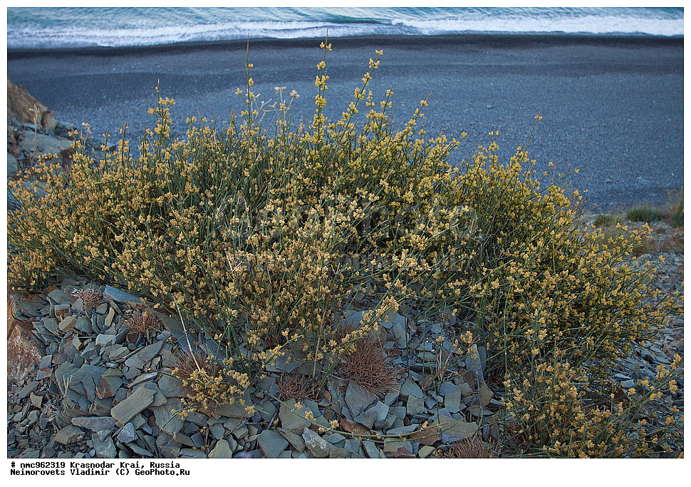  ������������� ����, ������, ����������, �����, ����������, �����, ������ ��������, �����, ��������, ���������� ��������, ������, �����, ������������ ��������, ������ ��������, �����, ���������� ��������, ������������ ��������, ������������ ��������, XYZ, �����������, ���������, Ephedraceae, ������� ��������������, ������ ��������������, ������� ������, Ephedra distachya