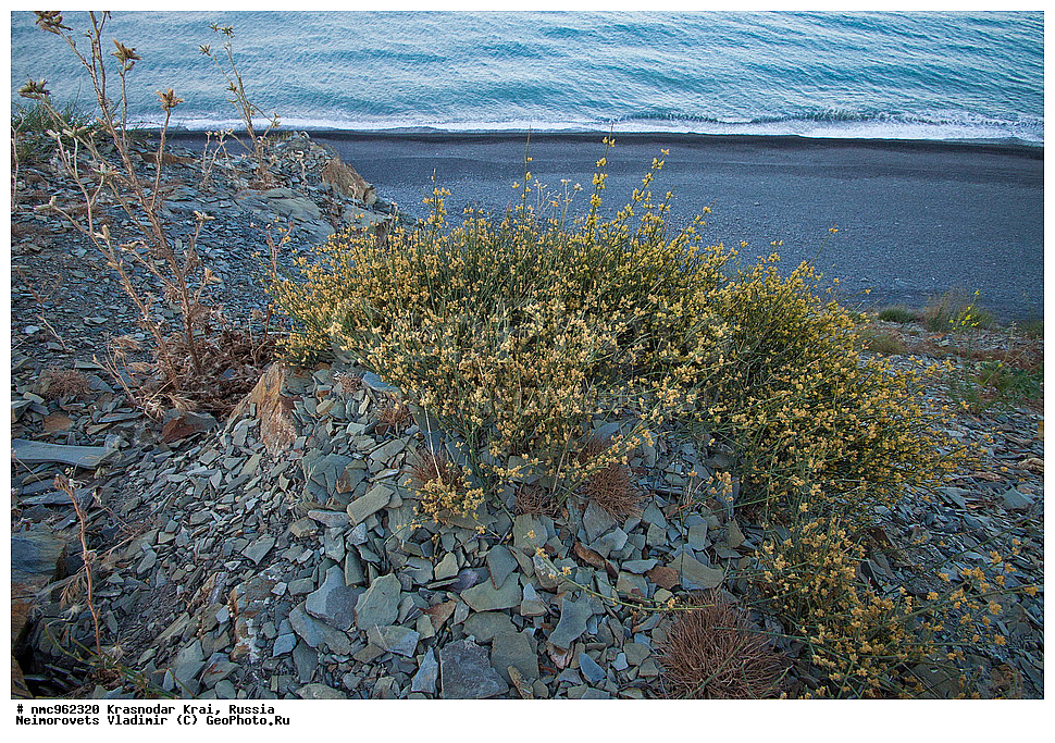  ������������� ����, ������, ����������, �����, ����������, �����, ������ ��������, �����, ��������, ���������� ��������, ������, �����, ������������ ��������, ������ ��������, �����, ���������� ��������, ������������ ��������, ������������ ��������, XYZ, �����������, ���������, Ephedraceae, ������� ��������������, ������ ��������������, ������� ������, Ephedra distachya