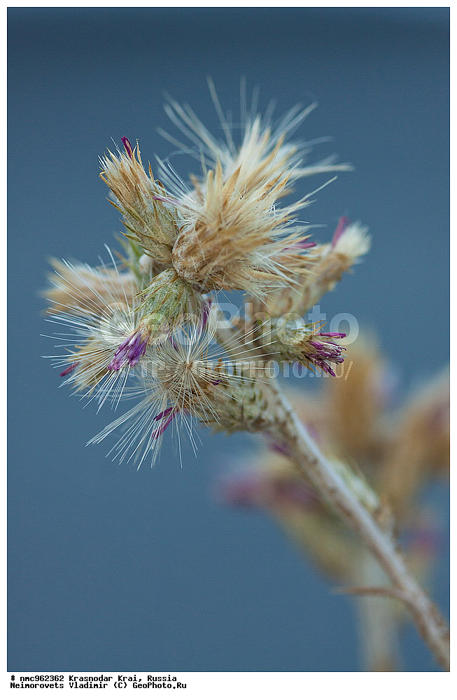  ������������� ����, ������, ����������, �����, ����������, �����, ������ ��������, �����, ��������, ���������� ��������, ������, �����, ������������ ��������, XYZ, ��������, �������������, Asteraceae, Compositae, ���������� ����������, ���������� ��������, ���������� ���������, Carduus arabicus, Carduus albidus, Carduus pycnocephalus