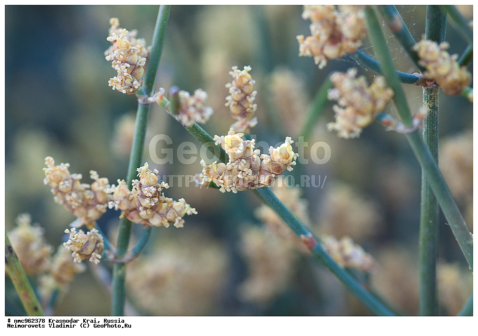  ������������� ����, ������, ����������, �����, ����������, �����, ������ ��������, �����, ��������, ���������� ��������, ������, �����, ������������ ��������, ������ ��������, �����, ���������� ��������, ������������ ��������, ������������ ��������, XYZ, �����������, ���������, Ephedraceae, ������� ��������������, ������ ��������������, ������� ������, Ephedra distachya