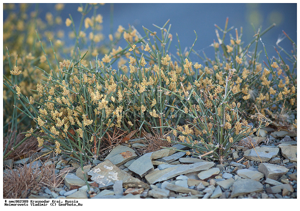  ������������� ����, ������, ����������, �����, ����������, �����, ������ ��������, �����, ��������, ���������� ��������, ������, �����, ������������ ��������, ������ ��������, �����, ���������� ��������, ������������ ��������, ������������ ��������, XYZ, �����������, ���������, Ephedraceae, ������� ��������������, ������ ��������������, ������� ������, Ephedra distachya