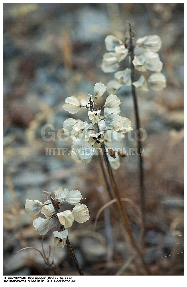  ������������� ����, ������, ����������, �����, ����������, �����, ������ ��������, �����, ��������, ���������� ��������, ������, �����, ������������ ��������, XYZ, �����������, Hyacinthaaceae, ���������, Asparagaceae, ������� ������� ������������, ������� ��� ���������, ������� ��� ������������, ������� ��� ��������������, ������� ���������, ������� ������������, ������� ��������������, ������� ������� ���������, ������� ������� ��������������, Muscari neglectum, Muscari racemosum, Muscari racemosa, XYZ, �����������, Hyacinthaaceae, ���������, Asparagaceae, ������� ������� ������������, ������� ��� ���������, ������� ��� ������������, ������� ��� ��������������, ������� ���������, ������� ������������, ������� ��������������, ������� ������� ���������, ������� ������� ��������������, Muscari neglectum, Muscari racemosum, Muscari racemosa, Hyacinthaceae