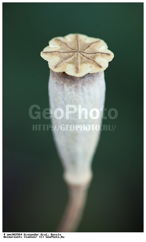  ������������� ����, ������, ����������, �����, ����������, �����, ������ ��������, �����, ��������, ���������� ��������, ������, �����, ������������ ��������, XYZ, �������, Papaveraceae, ���, Papaver sp.