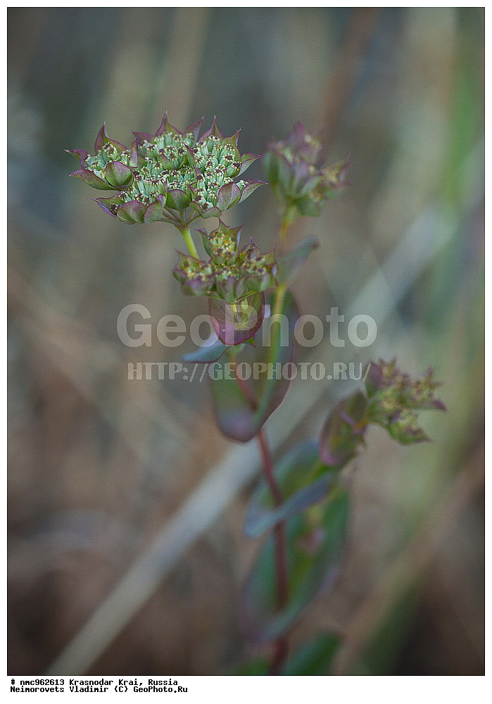  ������������� ����, ������, ����������, �����, ����������, �����, ������ ��������, �����, ��������, ���������� ��������, ������, �����, ������������ ��������, XYZ, ���������, ������������, ������������, Umbelliferae, Apiaceae, ��������� �������������, �����, ��������, ���������, Bupleurum rotundifolium