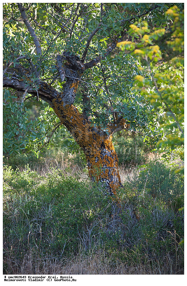  ������������� ����, ������, ����������, �����, ����������, �����, ������ ��������, �����, ��������, ���������� ��������, ������, �����, ������������ ��������, XYZ, ������������, ���������, Anacardiaceae, �������� �����������, ����� ��������, ������� ������, ����������� ������, ������ ������, �������� �������������, ���������, Pistacia mutica, Pistacia atlantica mutica