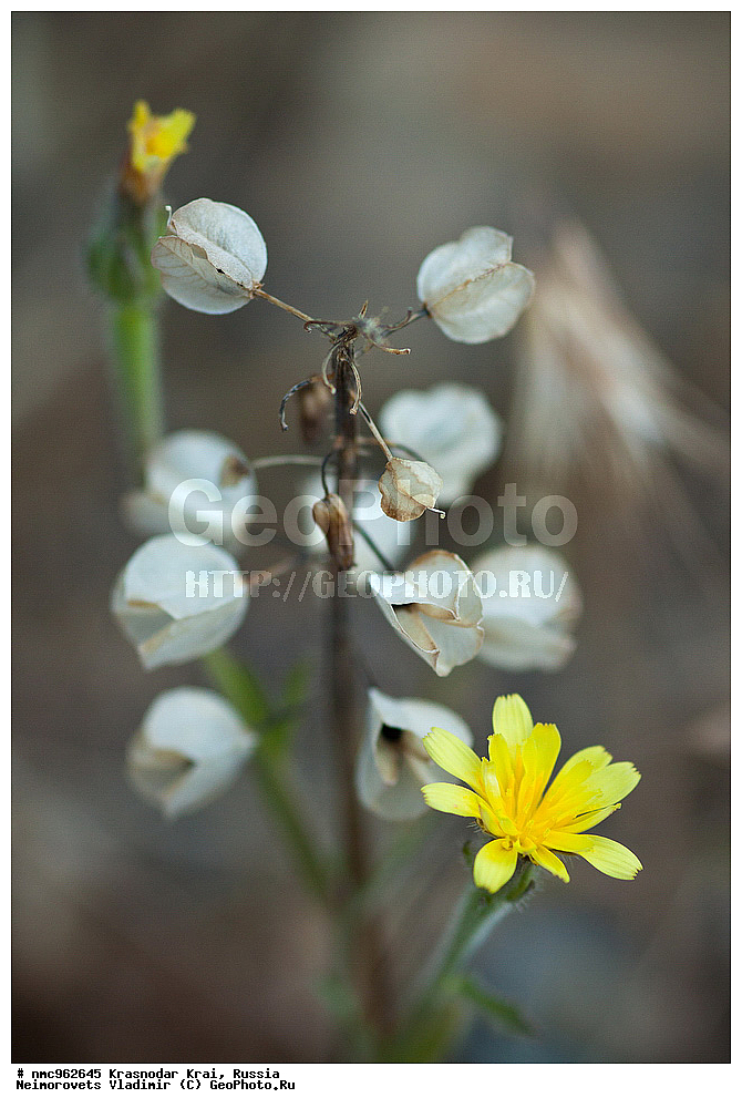  ������������� ����, ������, ����������, �����, ����������, �����, ������ ��������, �����, ��������, ���������� ��������, ������, �����, ������������ ��������, XYZ, �����������, Hyacinthaaceae, ���������, Asparagaceae, ������� ������� ������������, ������� ��� ���������, ������� ��� ������������, ������� ��� ��������������, ������� ���������, ������� ������������, ������� ��������������, ������� ������� ���������, ������� ������� ��������������, Muscari neglectum, Muscari racemosum, Muscari racemosa, Hyacinthaceae