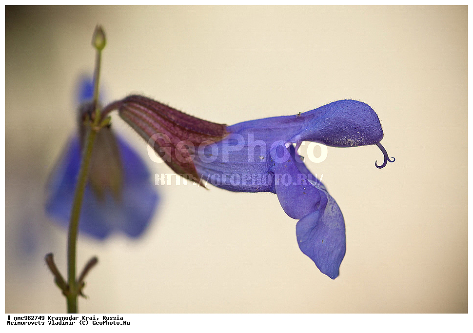  ������������� ����, ������, ����������, �����, ����������, �����, ������ ��������, �����, ��������, ���������� ��������, ������, �����, ������������ ��������, XYZ, ����������, �����������, Lamiaceae, Labiatae, ������ ���������, Salvia ringens, XYZ, ����������, �����������, Lamiaceae, Labiatae, ������ ���������, Salvia ringens