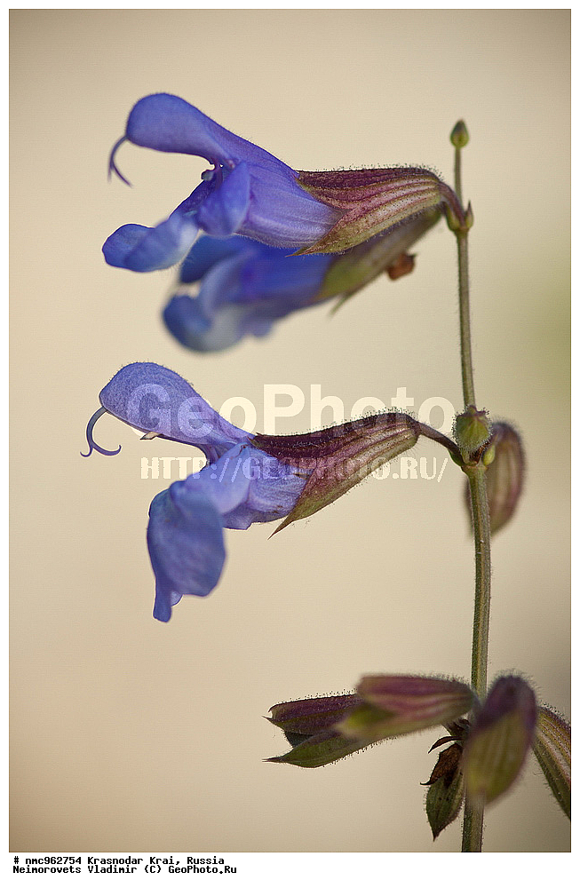  ������������� ����, ������, ����������, �����, ����������, �����, ������ ��������, �����, ��������, ���������� ��������, ������, �����, ������������ ��������, XYZ, ����������, �����������, Lamiaceae, Labiatae, ������ ���������, Salvia ringens