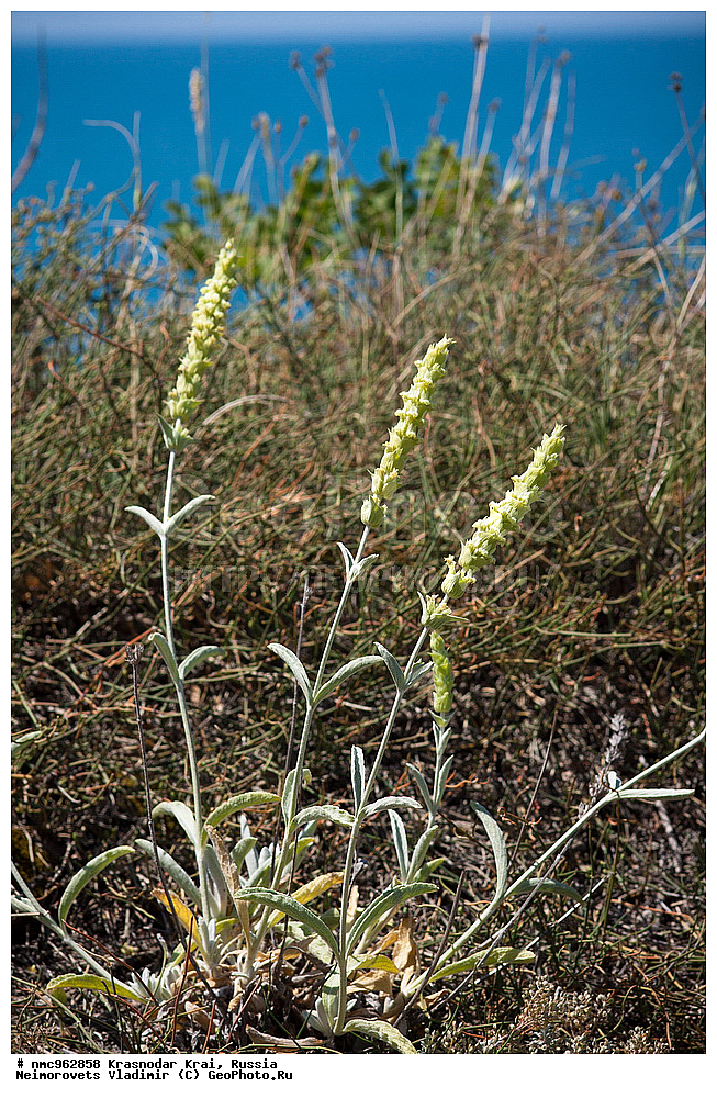  ������������� ����, ������, ����������, �����, ����������, �����, ������ ��������, �����, ��������, ���������� ��������, ������, �����, ������������ ��������, XYZ, ����������, �����������, Lamiaceae, Labiatae, ��������� ������������, ��������� ����������, Sideritis euxina, Navicularia syriaca