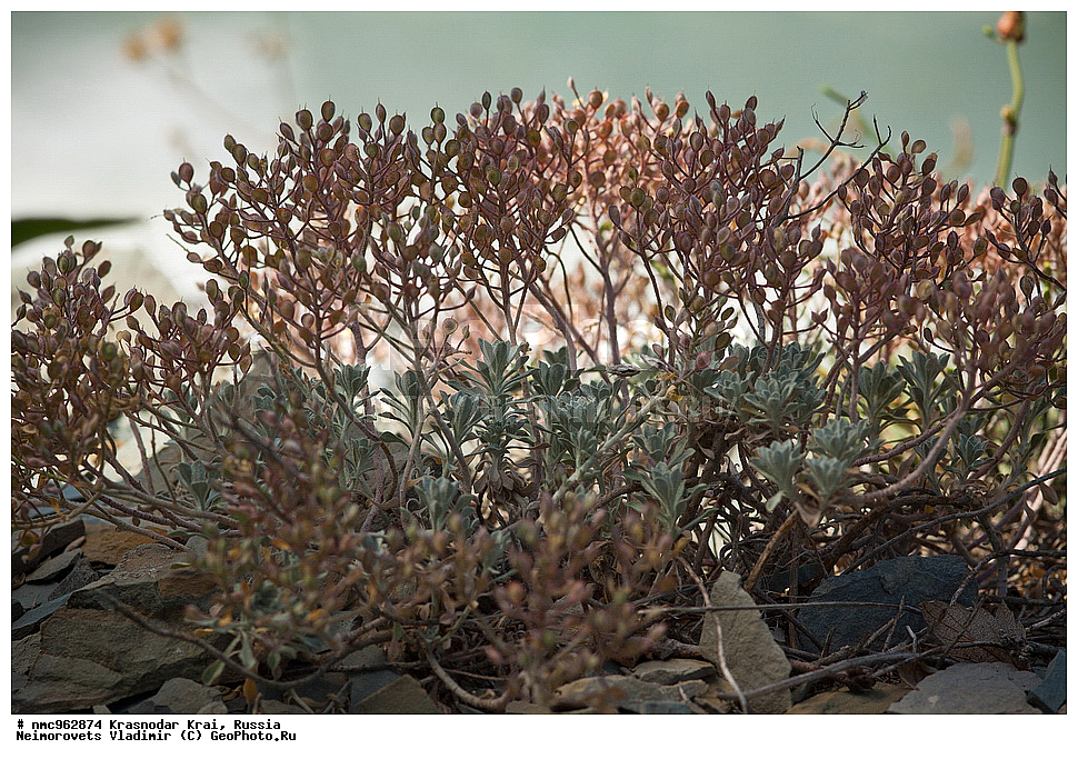  ������������� ����, ������, ����������, �����, ����������, �����, ������ ��������, �����, ��������, ���������� ��������, ������, �����, ������������ ��������, XYZ, ���������, ����������, �������������, Brassicaceae, Cruciferae ������� �����������, Alyssum obtusifolium, XYZ, ���������, ����������, �������������, Brassicaceae, Cruciferae ������� �����������, Alyssum obtusifolium