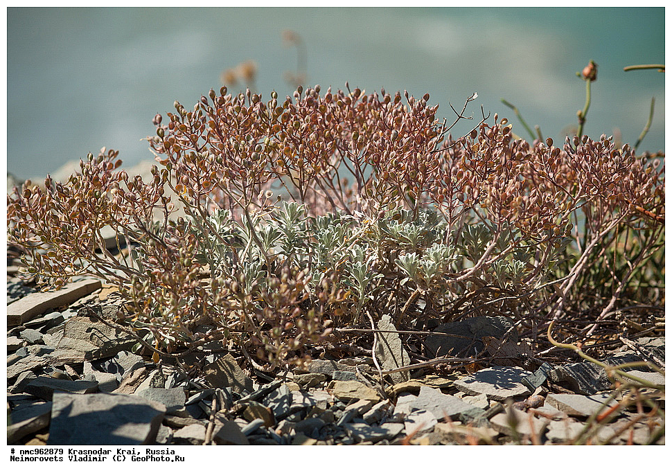  ������������� ����, ������, ����������, �����, ����������, �����, ������ ��������, �����, ��������, ���������� ��������, ������, �����, ������������ ��������, XYZ, ���������, ����������, �������������, Brassicaceae, Cruciferae ������� �����������, Alyssum obtusifolium, XYZ, ���������, ����������, �������������, Brassicaceae, Cruciferae ������� �����������, Alyssum obtusifolium