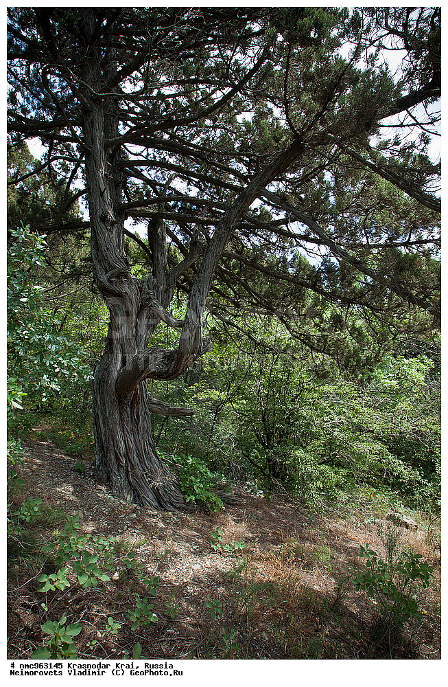  ������������� ����, ������, ����������, �����, ����������, �����, ������ ��������, �����, ��������, ���������� ��������, ������, �����, ������������ ��������, XYZ, �����������, Cupressaceae, ������������ �������, Juniperus excelsa