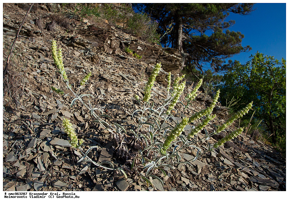  ������������� ����, ������, ����������, �����, ����������, �����, ������ ��������, �����, ��������, ���������� ��������, ������, �����, ������������ ��������, XYZ, ����������, �����������, Lamiaceae, Labiatae, ��������� ������������, ��������� ����������, Sideritis euxina, Navicularia syriaca