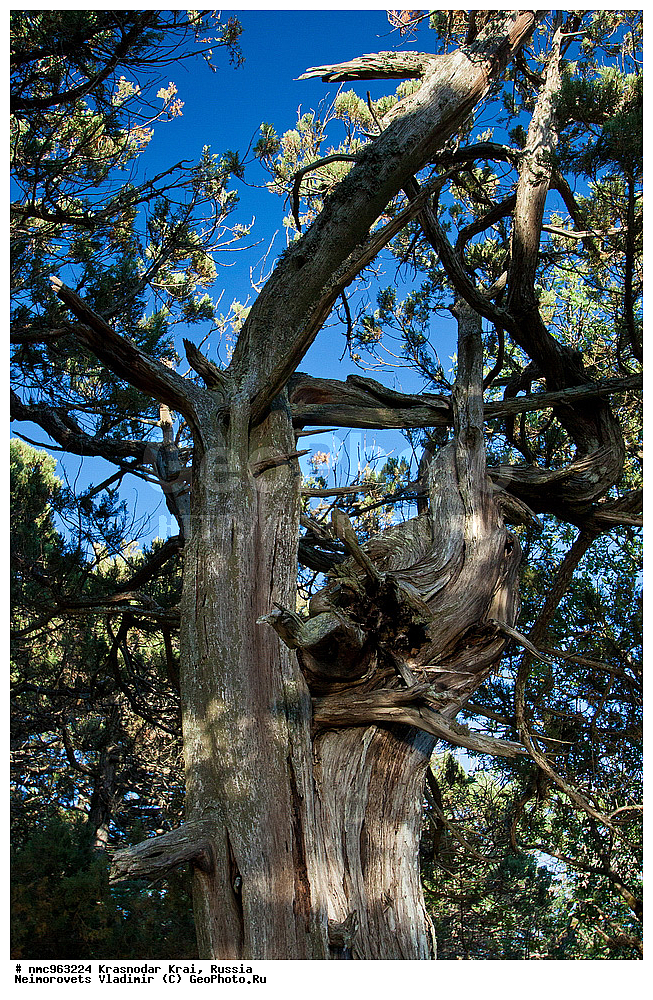  ������������� ����, ������, ����������, �����, ����������, �����, ������ ��������, �����, ��������, ���������� ��������, ������, �����, ������������ ��������, XYZ, �����������, Cupressaceae, ������������ �������, Juniperus excelsa