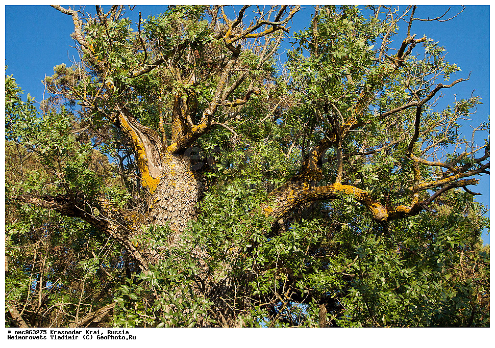  ������������� ����, ������, ����������, �����, ����������, �����, ������ ��������, �����, ��������, ���������� ��������, ������, �����, ������������ ��������, XYZ, ������������, ���������, Anacardiaceae, �������� �����������, ����� ��������, ������� ������, ����������� ������, ������ ������, �������� �������������, ���������, Pistacia mutica, Pistacia atlantica mutica