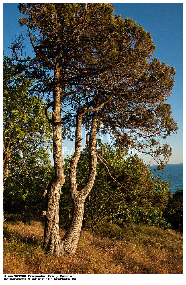  ������������� ����, ������, ����������, �����, ����������, �����, ������ ��������, �����, ��������, ���������� ��������, ������, �����, ������������ ��������, XYZ, �����������, Cupressaceae, ������������ �������, Juniperus excelsa