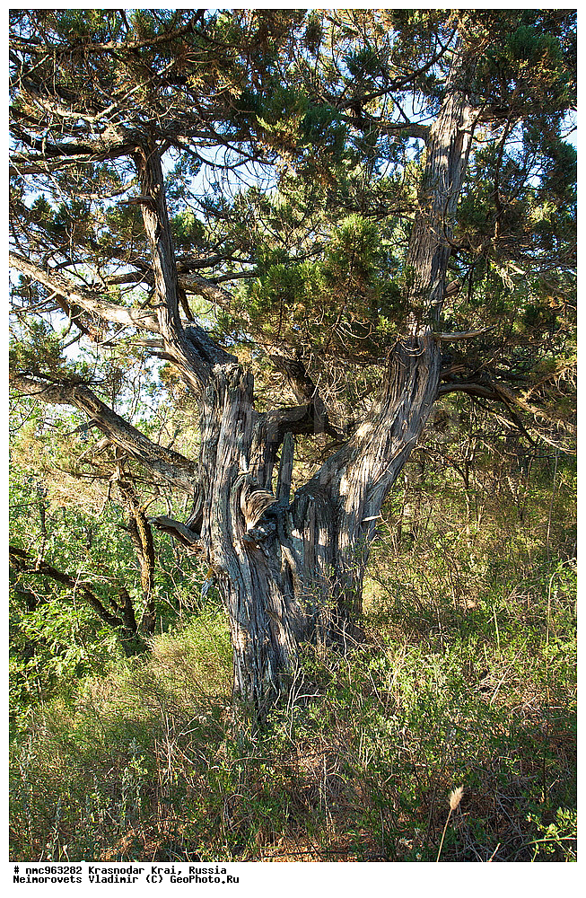  ������������� ����, ������, ����������, �����, ����������, �����, ������ ��������, �����, ��������, ���������� ��������, ������, �����, ������������ ��������, XYZ, �����������, Cupressaceae, ������������ �������, Juniperus excelsa